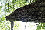 Click to see YDXO_0342.JPG
