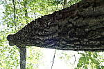 Click to see YDXO_0343.JPG