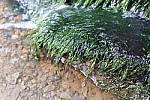 Click to see YDXO_0369.JPG
