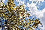 Click to see YDXO_0406-LR6edit.JPG