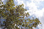 Click to see YDXO_0406.JPG