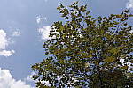 Click to see YDXO_0409.JPG