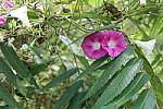 Click to see YDXO_0410.JPG