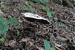 Click to see YDXO_0429.JPG