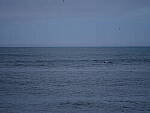 Click to see Y-DP-F8987.JPG