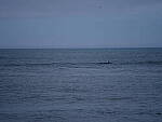 Click to see Y-DP-F8988.JPG