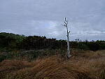 Click to see Y-DP-F9220.JPG