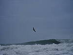 Click to see Y-DP-F9235.JPG