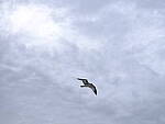 Click to see Y-DP-F9310.JPG