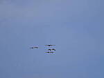 Click to see Y-DP-F9491.JPG