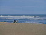 Click to see Y-DP-F9512.JPG