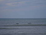 Click to see Y-DP-F9677.JPG