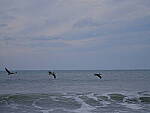 Click to see Y-DP-F9697.JPG