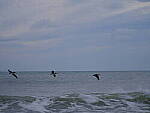 Click to see Y-DP-F9699.JPG