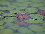 Click to see Y-JG-GFX100-FW-1-0-0604.JPG