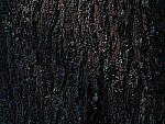 Click to see Y-JG-GFX100-FW-1-82-1255-14-BIT-MINUS-3EV.JPG
