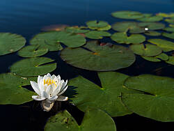 Fujifilm GFX 100 field test photo