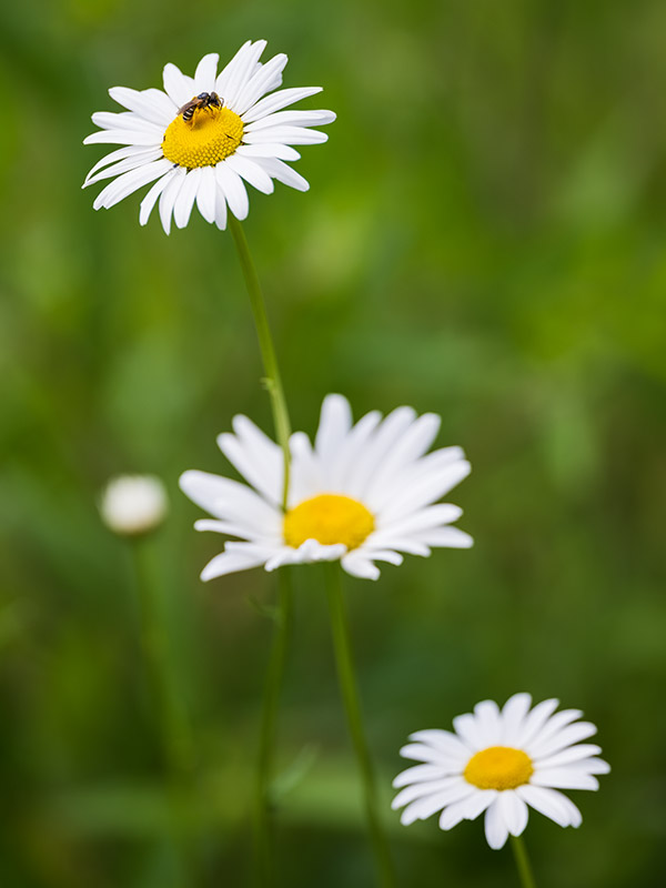 Fujifilm GFX 100 Review: Field Test -- Gallery Image
