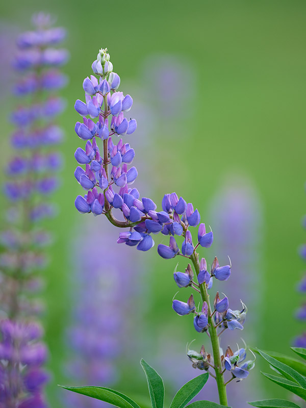 Fujifilm GFX 100 Review: Field Test -- Gallery Image