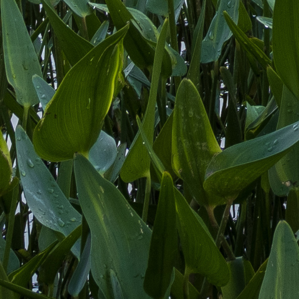Fujifilm GFX 100 Review: Field Test -- Gallery Image