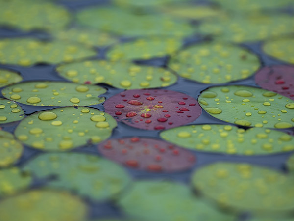 Fujifilm GFX 100 Review: Field Test -- Gallery Image