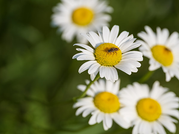 Fujifilm GFX 100 Review: Field Test -- Gallery Image