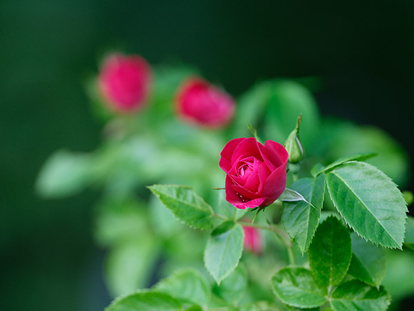 Fujifilm GFX 100 Review: Field Test -- Gallery Image