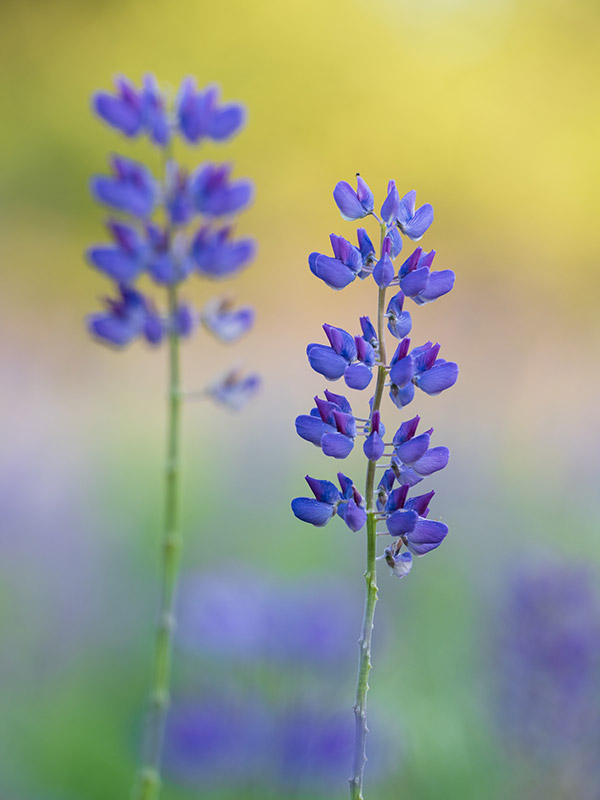 Fujifilm GFX 100 Review: Field Test -- Gallery Image