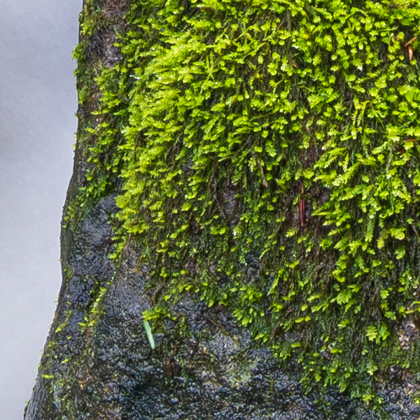 Fujifilm GFX 100 Review: Field Test -- Gallery Image