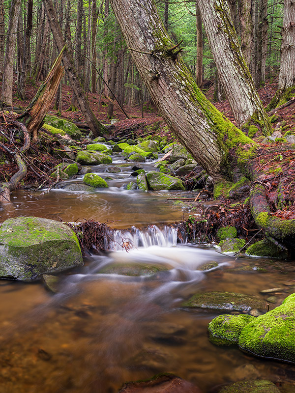 Fujifilm GFX 100 Review: Field Test -- Gallery Image