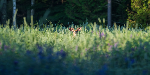 Fujifilm GFX 100 Review: Field Test -- Gallery Image