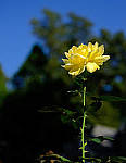 Click to see Y-beta-0050-edt.JPG