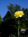 Click to see Y-beta-0050.JPG