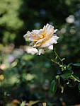 Click to see Y-beta-0057.JPG