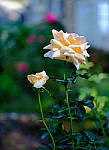 Click to see Y-beta-0065-edt.JPG