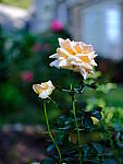 Click to see Y-beta-0065.JPG