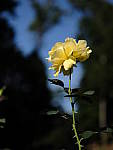 Click to see Y-beta-0066.JPG