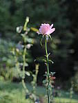 Click to see Y-beta-0103.JPG