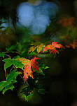 Click to see Y-beta-0146-edt.JPG