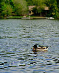 Click to see Y-beta-0164-edt.JPG