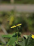 Click to see Y-beta-0196.JPG