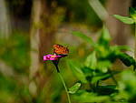 Click to see Y-beta-0206.JPG