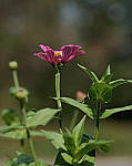 Click to see Y-beta-0210-edt.JPG