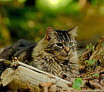 Click to see Y-beta-0233-edt.JPG