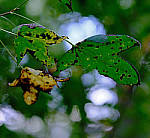 Click to see Y-beta-0249-edt.JPG