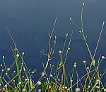 Click to see Y-beta-0257-edt.JPG