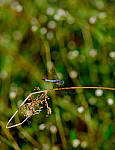 Click to see Y-beta-0258-edt.JPG