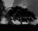 Click to see Y-beta-0269-edt.JPG