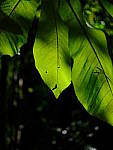 Click to see Y-beta-0414.JPG