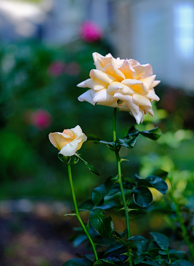 Fujifilm GFX-50R - Sample Image